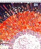 eeveesenchantingfireworks04