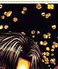 papillonsdor02